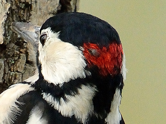 Picchio rosso maggiore parassitizzato